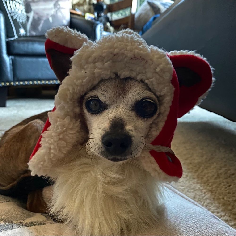 Costume, Hat w/Beard Fargo | X-Mas | Santa